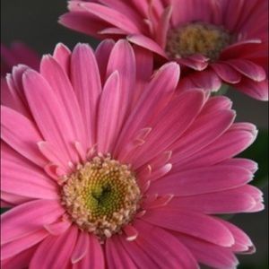 Meet your Posher, Wendy